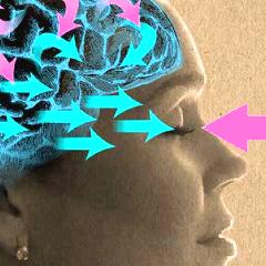Le cerveau prédictif : avancée récente la plus intéressante en neurosciences